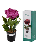 Декор. композиция "Красный пион" 30см в п.у.